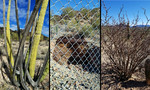 photo thumbnail #4