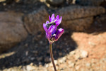 photo thumbnail #12