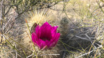 photo thumbnail #3