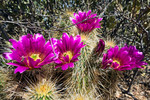 photo thumbnail #8