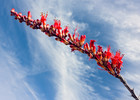 photo thumbnail #14