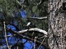 photo thumbnail #8