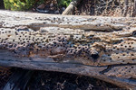 photo thumbnail #4