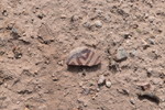 photo thumbnail #14