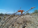photo thumbnail #4