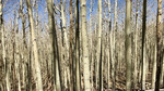 photo thumbnail #11