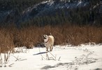 photo thumbnail #6