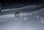 photo thumbnail #10