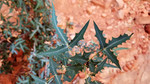photo thumbnail #7