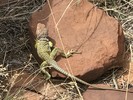 photo thumbnail #4