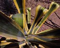 Featured Detail Photo