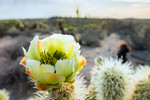 photo thumbnail #3