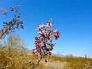 2018-04-20 :1: Loop 202 South Mountain :: kingsnake
