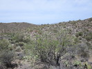 photo thumbnail #2