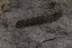 photo thumbnail #6