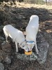 photo thumbnail #1