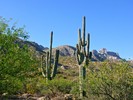 2018-04-27 :1: Romero Canyon Pools :: kingsnake