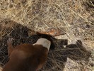 photo thumbnail #2