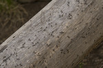 photo thumbnail #11