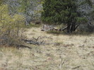 photo thumbnail #10