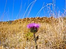 photo thumbnail #12