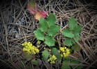 2018-05-06 :1: Walnut Canyon - AZT #31 :: tibber
