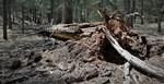 photo thumbnail #13