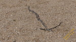 photo thumbnail #15
