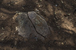photo thumbnail #12