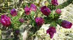 photo thumbnail #11