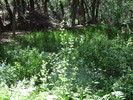 photo thumbnail #12