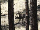 photo thumbnail #12