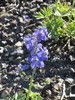 photo thumbnail #5