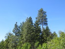 photo thumbnail #8