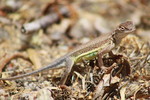 photo thumbnail #5