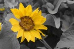 photo thumbnail #7
