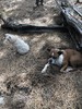 photo thumbnail #3