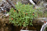 2018-05-29 :3: Bear Spring Trail :: markthurman53