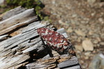 photo thumbnail #7