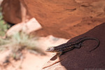 photo thumbnail #5