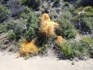 2018-06-02 :1: Santa Ynez Canyon Trail :: astrobrewer