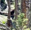 2018-06-02 :2: Mount Baldy Loop :: DixieFlyer