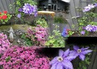 photo thumbnail #1