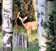 photo thumbnail #11