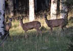 photo thumbnail #12