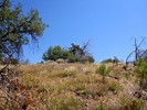 2018-06-08 :1: East Mountain Trail #214 :: kingsnake