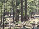 photo thumbnail #12