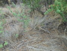 photo thumbnail #8