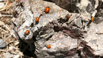 photo thumbnail #10