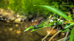 photo thumbnail #14